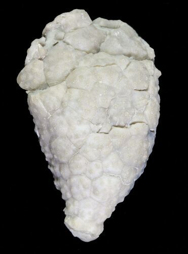 Cystoid (Holocystites) Fossil - Indiana #62036